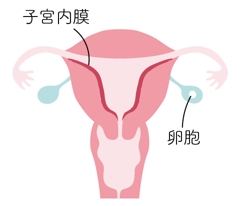 生理のサイクル 卵胞期