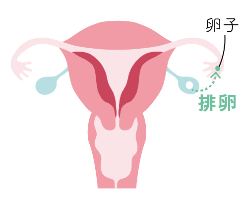 生理のサイクル 排卵期