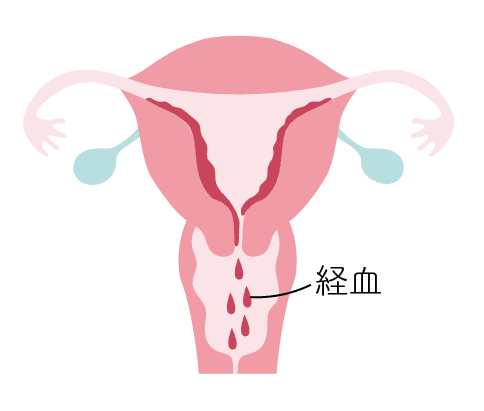 生理のサイクル 生理