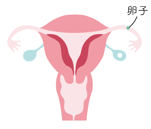 生理のサイクル 黄体期